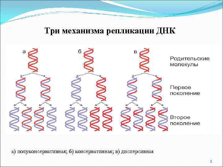 Три механизма репликации ДНК а) полуконсервативная; б) консервативная; в) дисперсивная 3 