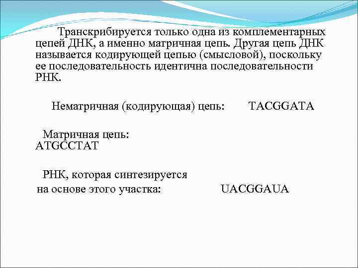 Транскрибируется только одна из комплементарных цепей ДНК, а именно матричная цепь. Другая цепь ДНК