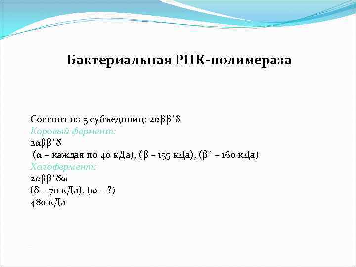 Бактериальная РНК-полимераза Состоит из 5 субъединиц: 2αββ΄δ Коровый фермент: 2αββ΄δ (α – каждая по