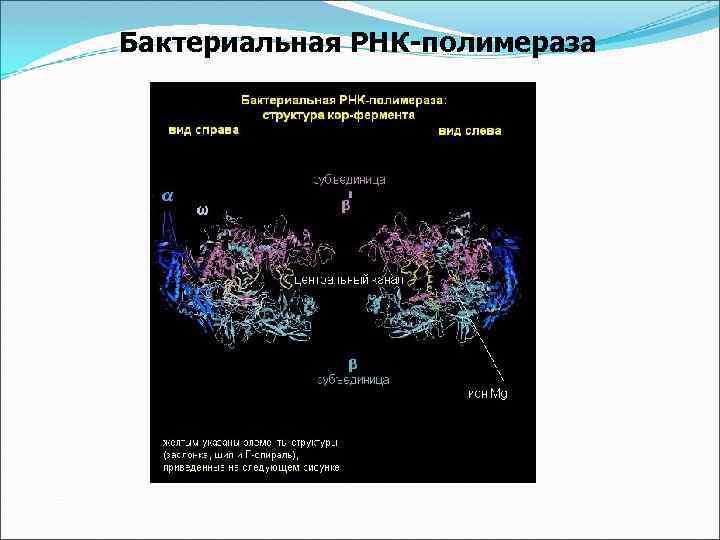 Бактериальная РНК-полимераза 