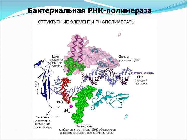 Бактериальная РНК-полимераза 