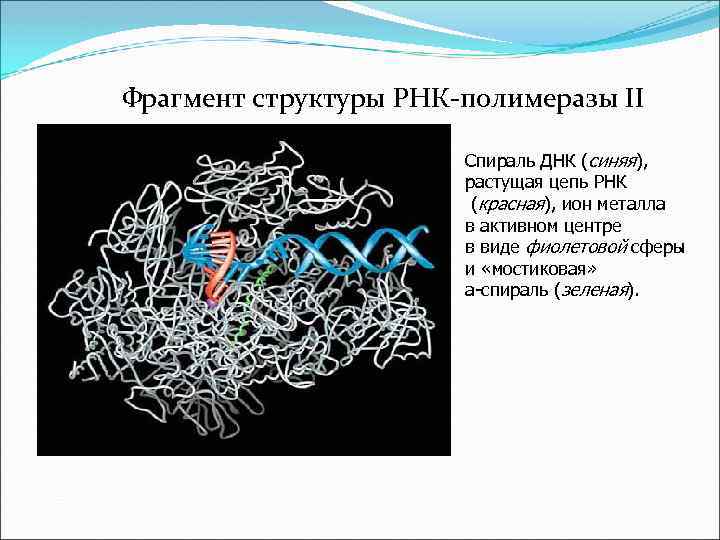 Фрагмент структуры РНК-полимеразы II Cпираль ДНК (синяя), растущая цепь РНК (красная), ион металла в