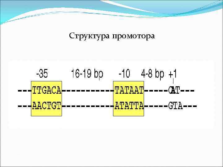 Структура промотора 