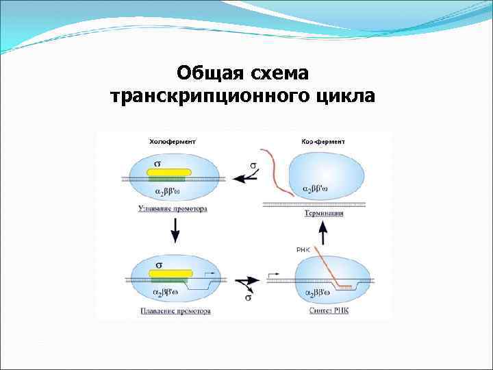 Общая схема транскрипционного цикла 