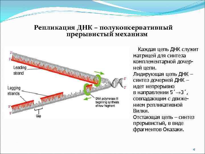 Репликация ДНК – полуконсервативный прерывистый механизм Каждая цепь ДНК служит матрицей для синтеза комплементарной