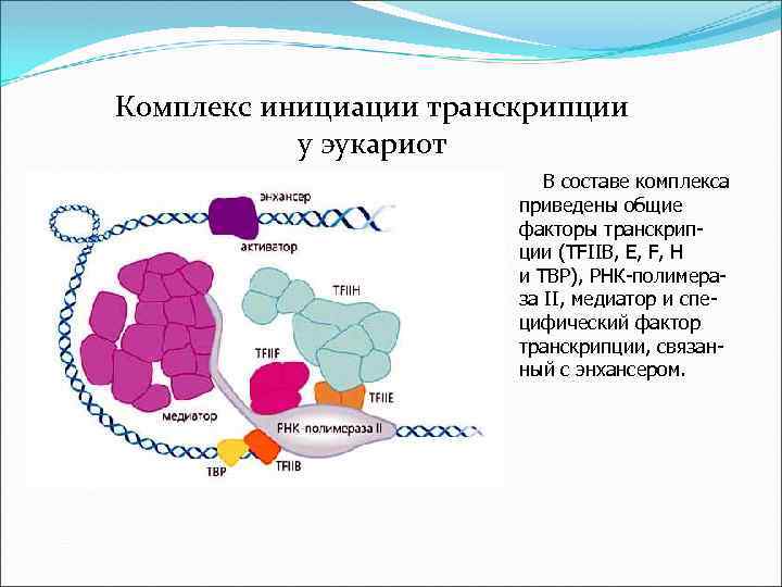 Комплекс инициации транскрипции у эукариот В составе комплекса приведены общие факторы транскрипции (TFIIB, E,