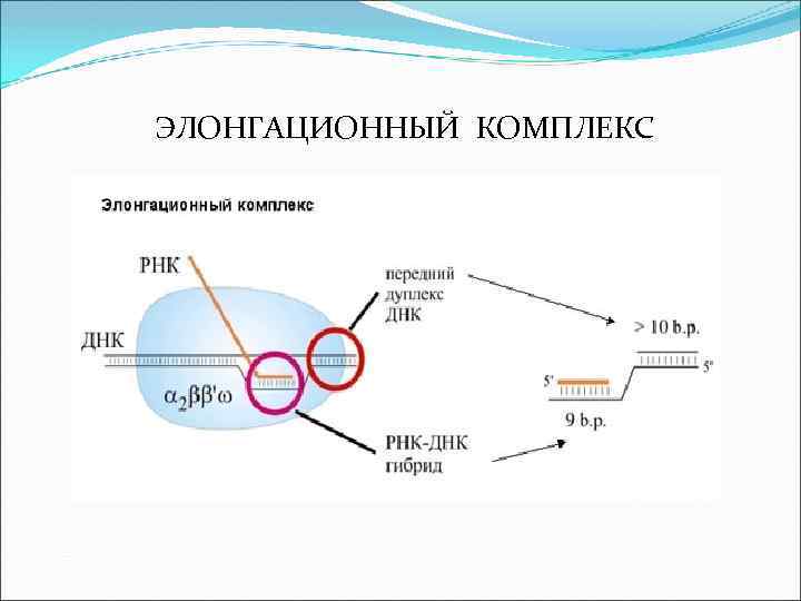 ЭЛОНГАЦИОННЫЙ КОМПЛЕКС 