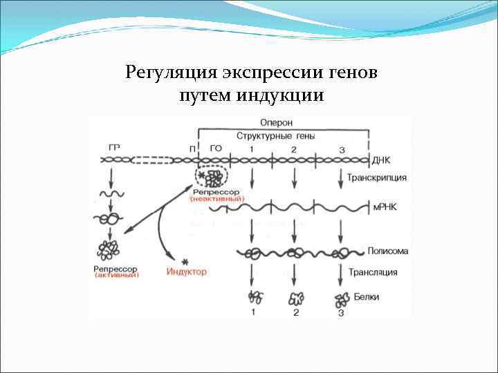 Регуляция экспрессии генов путем индукции 