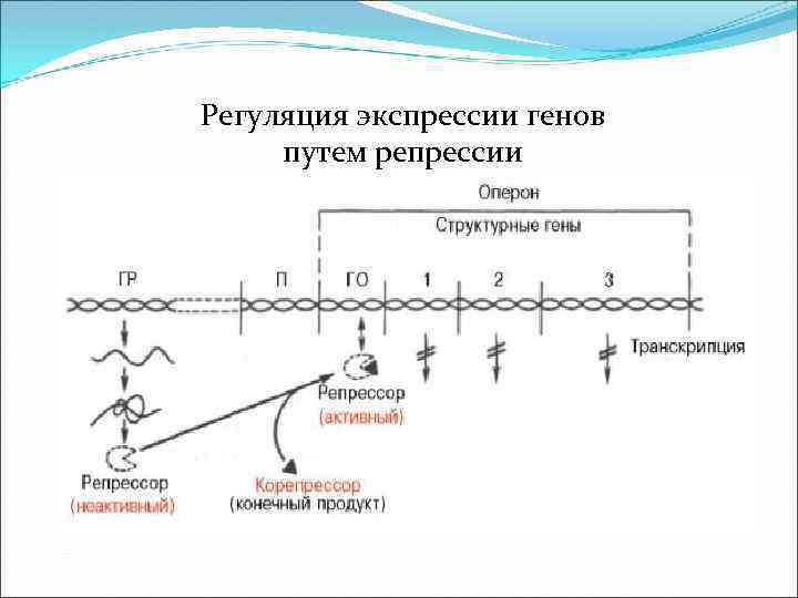 Регуляция экспрессии генов путем репрессии 