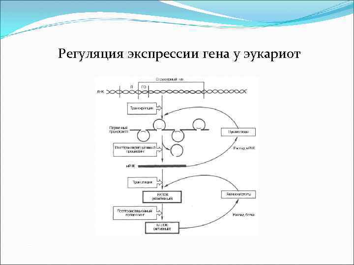 Транскрипция и трансляция у эукариот