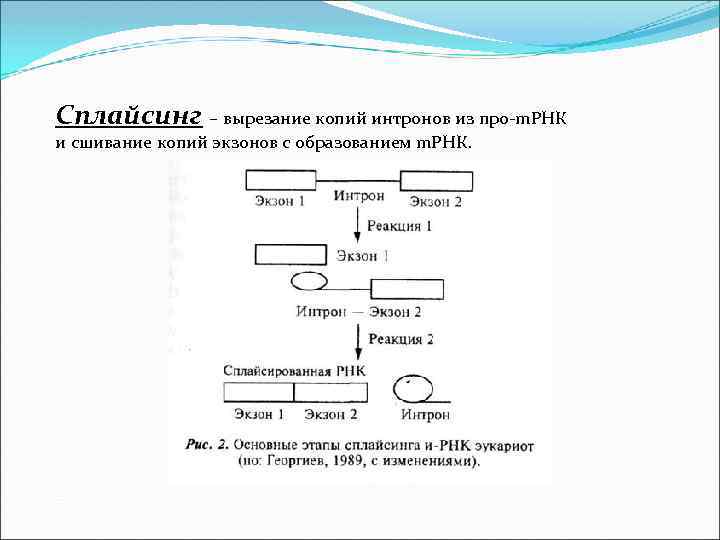 Сплайсинг – вырезание копий интронов из про-m. РНК и сшивание копий экзонов с образованием