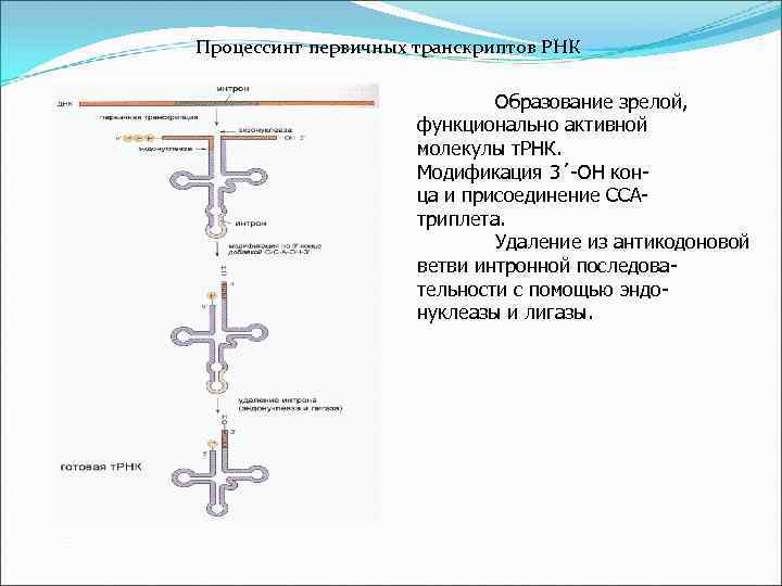 Процессинг первичных транскриптов РНК Образование зрелой, функционально активной молекулы т. РНК. Модификация 3´-ОН конца