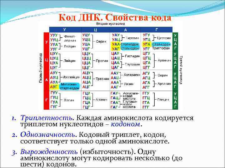 Код ДНК. Свойства кода 1. Триплетность. Каждая аминокислота кодируется триплетом нуклеотидов – кодоном. 2.