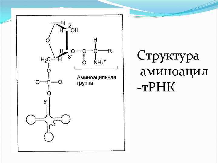 Схема образования аминоацил трнк