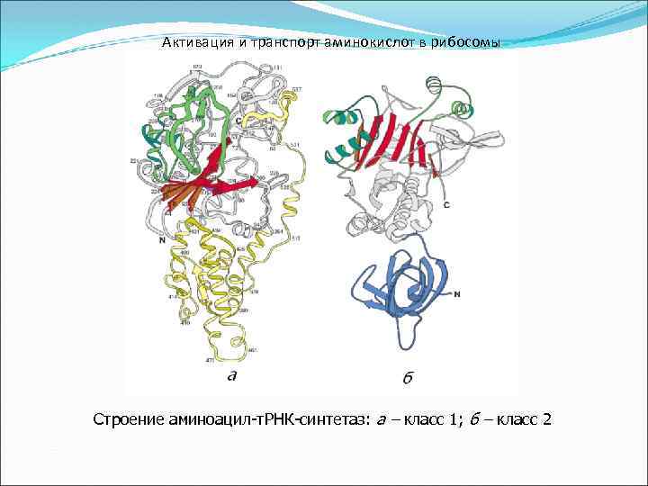 Активация и транспорт аминокислот в рибосомы Строение аминоацил-т. РНК-синтетаз: а – класс 1; б