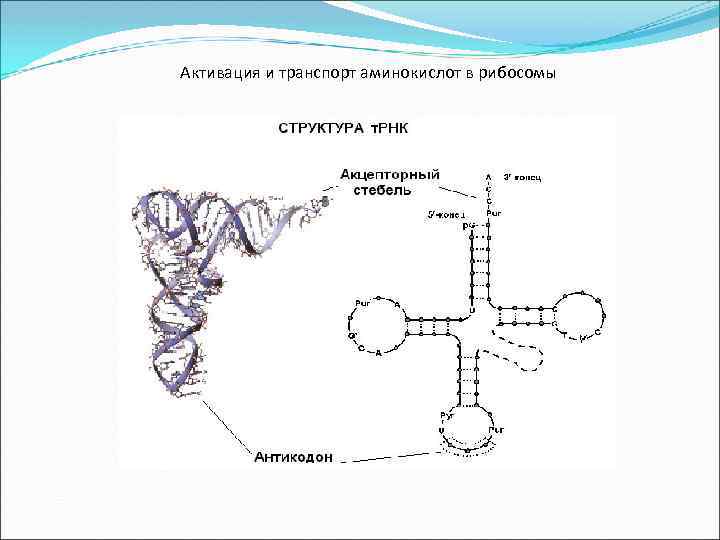 Активация и транспорт аминокислот в рибосомы 