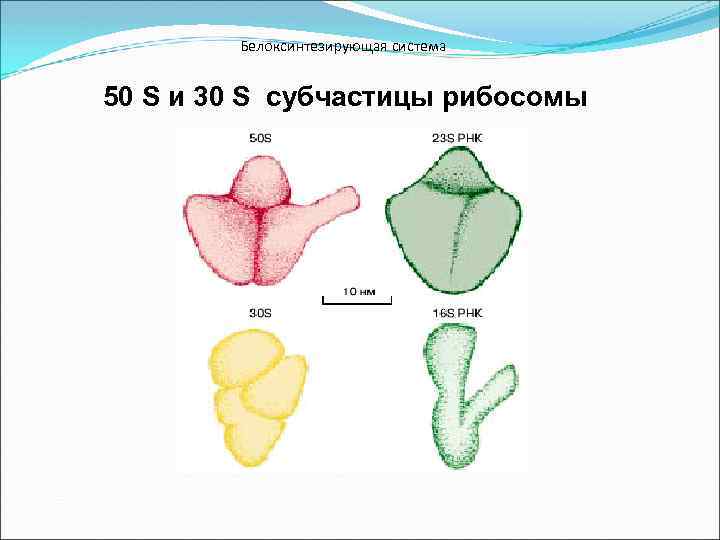 Белоксинтезирующая система 50 S и 30 S субчастицы рибосомы 