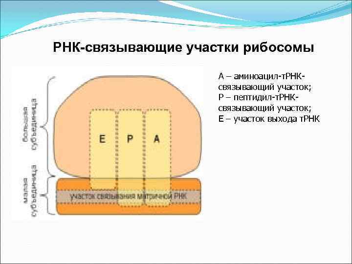 РНК-связывающие участки рибосомы А – аминоацил-т. РНКсвязывающий участок; Р – пептидил-т. РНКсвязывающий участок; Е