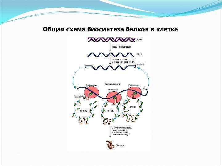 Общая схема биосинтеза белков в клетке 