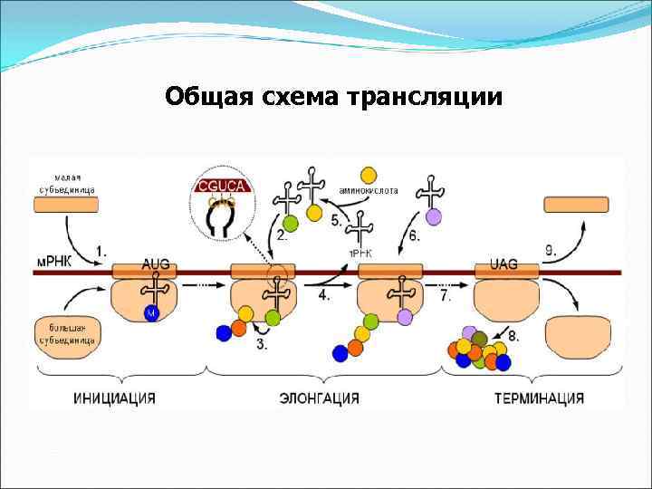 Общая схема трансляции 