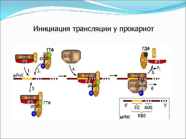 Инициация трансляции у прокариот 