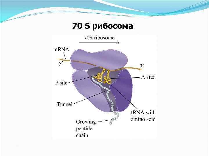 70 S рибосома 