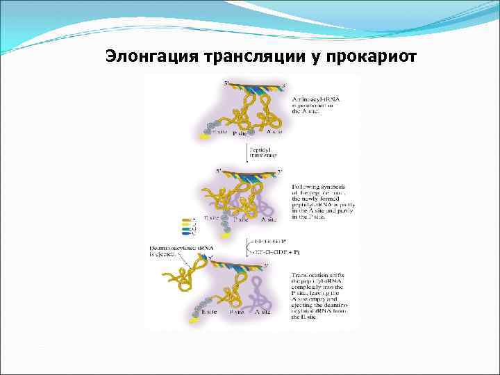 Элонгация трансляции у прокариот 