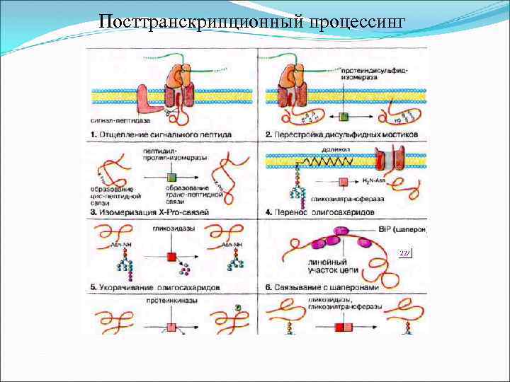 Посттранскрипционный процессинг 