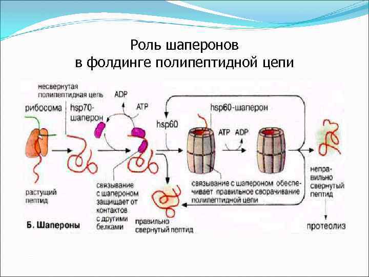 Роль шаперонов в фолдинге полипептидной цепи 