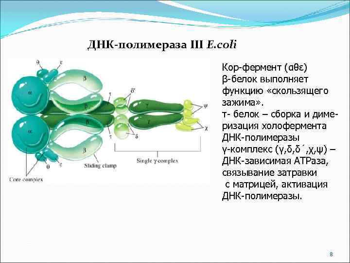 ДНК-полимераза III E. coli Кор-фермент (αθε) β-белок выполняет функцию «скользящего зажима» . τ- белок