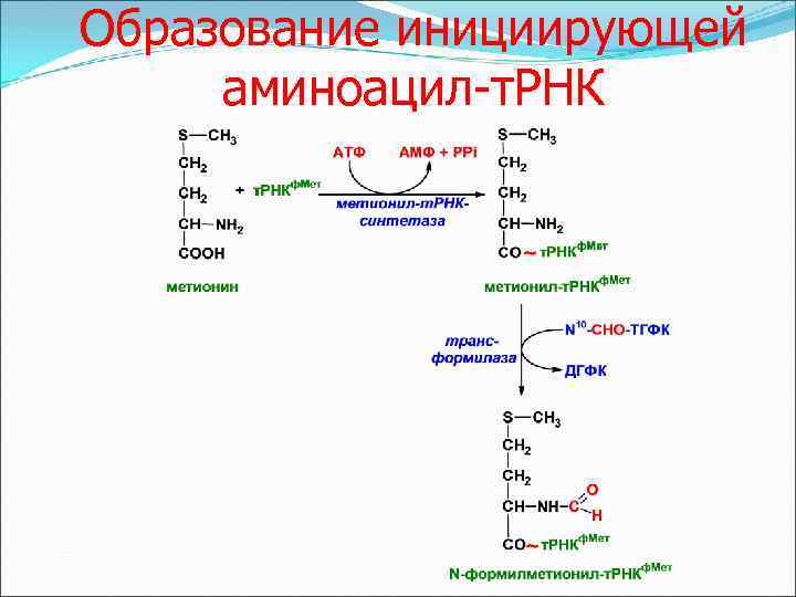 Образование инициирующей аминоацил-т. РНК 