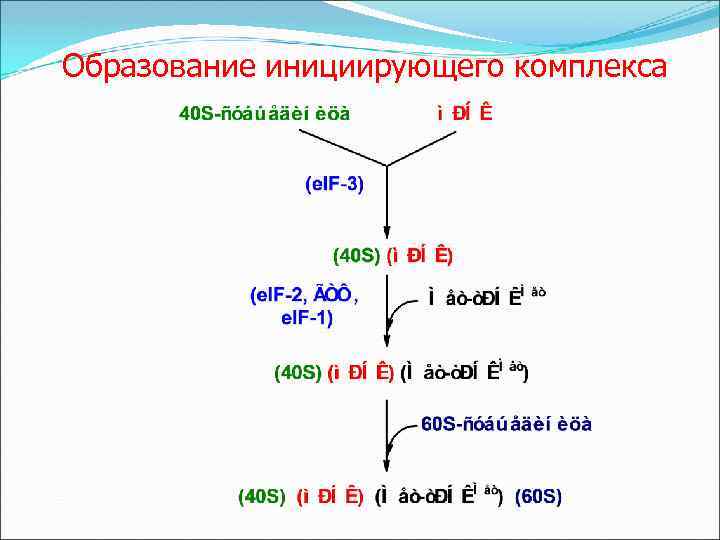 Образование инициирующего комплекса 