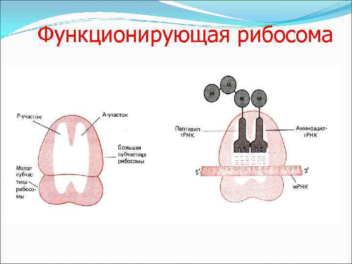 Функционирующая рибосома 