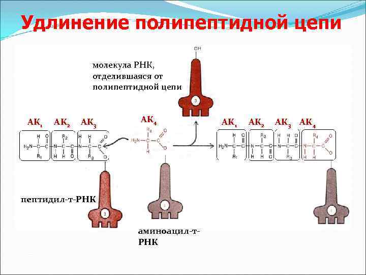 Удлинение полипептидной цепи молекула РНК, отделившаяся от полипептидной цепи АК 1 АК 2 АК