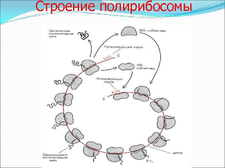 Строение полирибосомы 