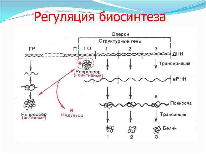 Регуляция биосинтеза 