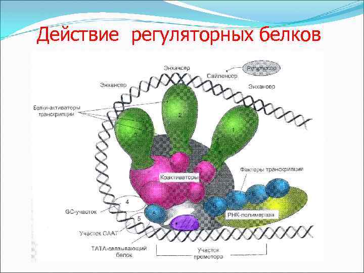 Действие регуляторных белков 