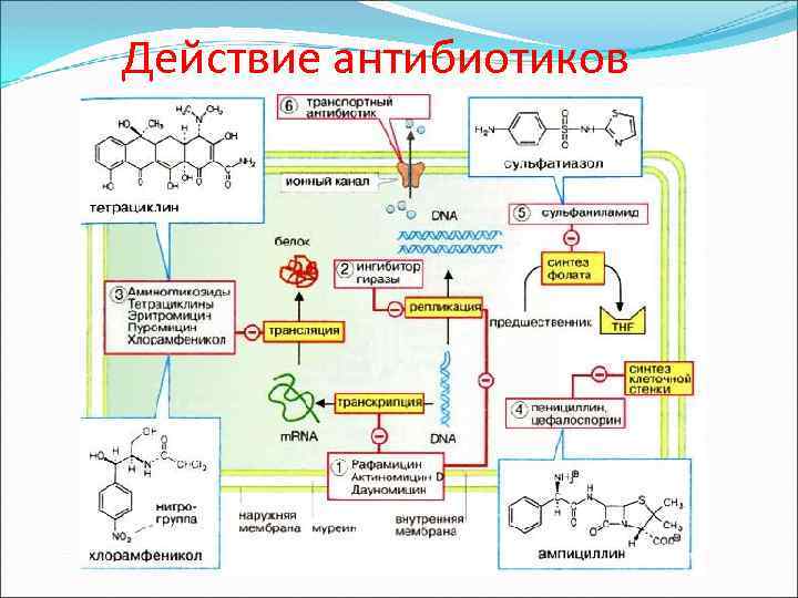 Действие антибиотиков 