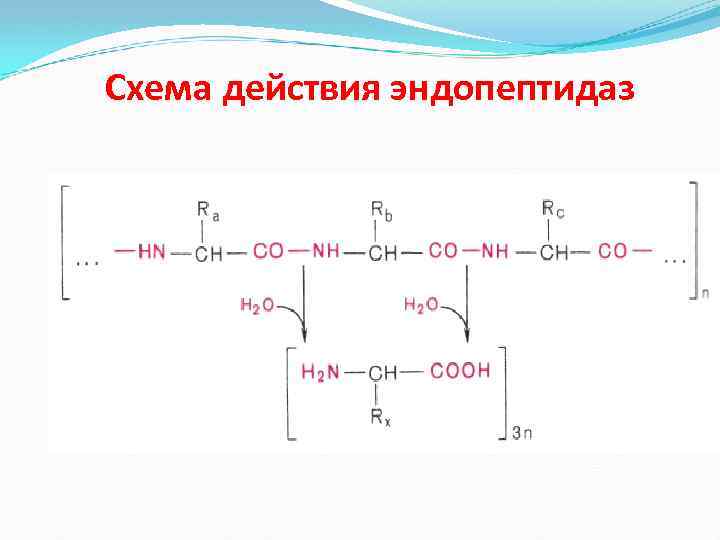 Схема действия эндопептидаз 