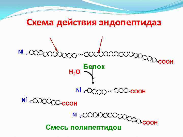 Схема действия эндопептидаз Н 2 О Белок Смесь полипептидов 