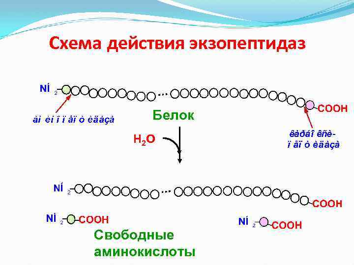 Схема действия экзопептидаз Белок Н 2 О Свободные аминокислоты 