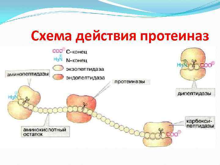 Схема действия протеиназ 