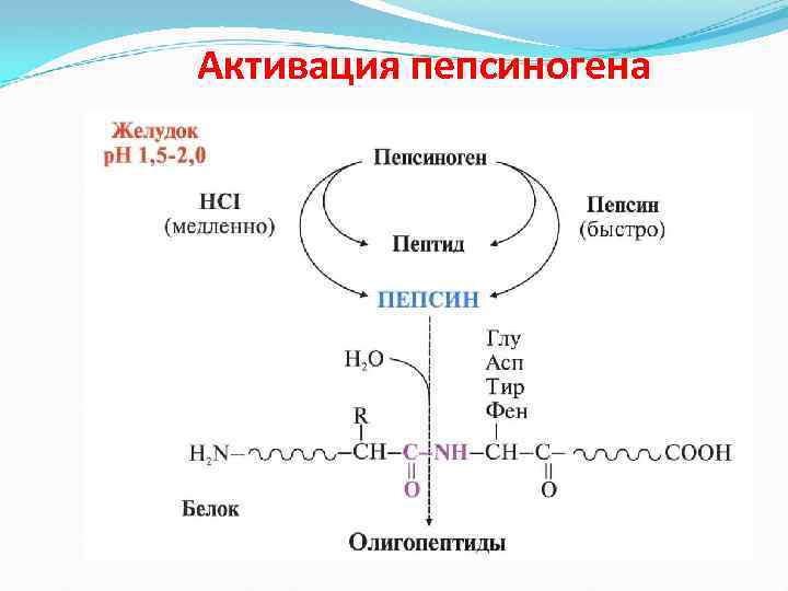 Активация пепсиногена 