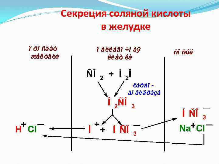 Секреция соляной кислоты в желудке 
