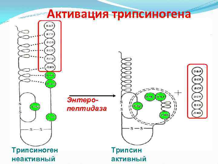 Активация трипсиногена Энтеропептидаза Трипсиноген неактивный Трипсин активный 