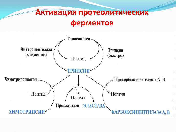 Активация протеолитических ферментов 