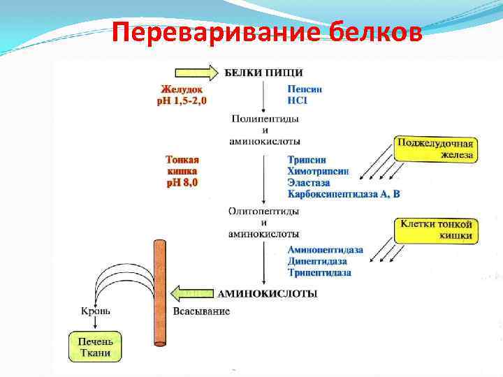Переваривание белков 