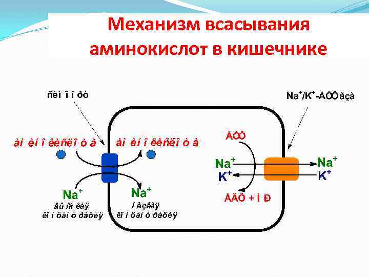 Механизм всасывания аминокислот в кишечнике 