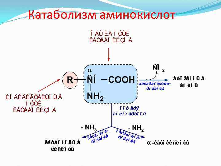 Катаболизм аминокислот 