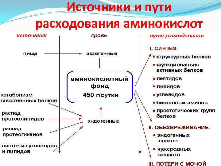 Источники и пути расходования аминокислот 